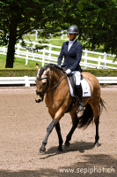 Vente de cheval : Campeador